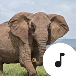 Biểu tượng Elephant Trumpet Sounds